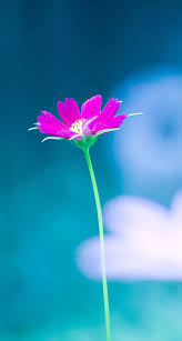 If you're looking for the best hd flower wallpaper then wallpapertag is the place to be. Beautiful Flower Nature Wallpaper Hd For Mobile Wallpaper Nature Flowers Beautiful Flowers Beautiful Flowers Wallpapers