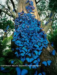 Discover more aesthetic purple, blue butterfly, butterfly lockscreen, iphone wallpaper, monarch butterfly wallpapers. Photographer Captures A Beautiful Blue Morpho Butterfly Pictures