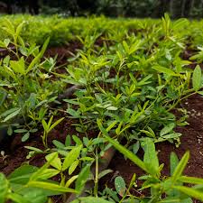 Image result for Crotalaria monteiroi