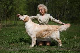 NEW SUNNY CEFEY » Pedigree database Golden Retriever;