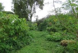 Image result for Baphia massaiensis