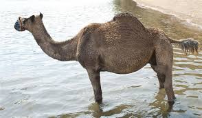 The most standing and distinctive physical feature in a camel is its hump. Do Camels Store Water In Their Humps