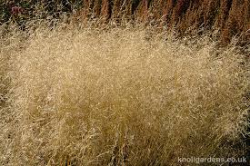 Image result for Deschampsia