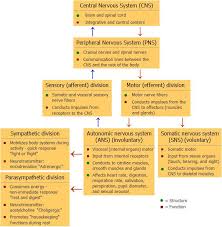 the nervous system