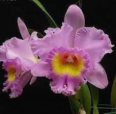 Cattleya Mahina Yahiro Cattleya Orchid Cattleya Orchids