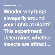 Are Insects Attracted To Heat Or Light Science Project Education Com Light Science Education Com Science Projects