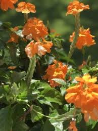 Image result for Crossandra fruticulosa