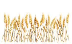 Gallery Recent Updates Clip Art Wheat Drawing Wheat