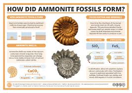 Ammonite is a 2020 romantic drama film written and directed by francis lee. How Did Ammonite Fossils Form Compound Interest