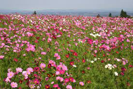 Silver Falls Seed Company Cosmos Bipinnatus Sensation Mix