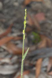 Image result for Entolasia