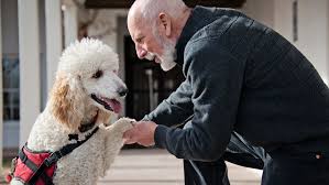 Seizure alert dogs are trained service dogs that are able to detect oncoming seizures and provide assistance during an attack. Dealing With Service Dogs The Ada And Ptsd