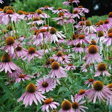 Barb pierson, nursery manager at white flower farm, gives us tips on growing echinacea, commonly known as coneflower. 7 Reasons Why You Should Grow Purple Coneflowers Dengarden