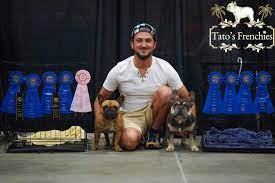 These adorable pups are available for adoption in west palm beach, florida. Tato S Frenchies South Florida S Best French Bulldog Breeder