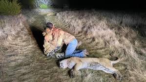 Maybe you would like to learn more about one of these? 150 Lbs Mountain Lion Shot Near Tuscola Ktxs