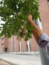 Image result for Ficus virens