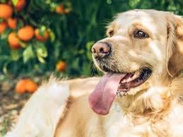 First, oranges do have a moderate sugar content and can potentially cause. Can Dogs Eat Oranges Yes And Here S Why Hanna Wears