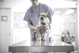 Don't take a chance on your pet; How To Get A Job Working At A Vet Clinic