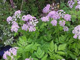 Pretty clumps of bright green, ferny leaves give rise to airy, soft pink flowers for up to six weeks in the spring…about 2' tall and 1' wide. Chaerophyllum Hirsutum Roseum Seed
