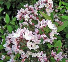 Image result for Deutzia x hybrida ′Mont Rose