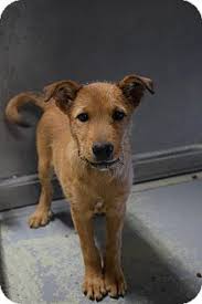 Big or small we have them. Lebanon Mo Irish Terrier Meet Lola A Pet For Adoption