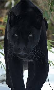 Black Panther Animal Hd Wallpaper 1280x2120 Download Hd Wallpaper Wallpapertip