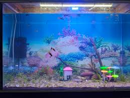 Image result for Nesaea ramosa