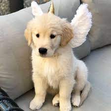Check spelling or type a new query. Golden Retriever Puppies Home Facebook