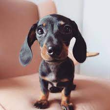 Cute Dachshund Puppy Sausage Dog Dachshund Puppy Doxie Weiner Dog Mini Dachshund Dachshund Mom Dog Mom Minia Dachshund Dog Weiner Dog Puppies Dachshund Puppy