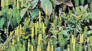 Image result for Lycopodiella