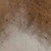 Learn about our commitment to stop selling shock collars and when taking your pet outside, it's important to know how to deal with fleas & ticks, and petco has you covered! Https Encrypted Tbn0 Gstatic Com Images Q Tbn And9gcrujrmuedcx Eisdtrtcoivjwbxcpoptn2dj4mk4c9zm4kdn5pd Usqp Cau