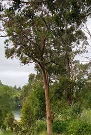 Image result for Eucalyptus saligna