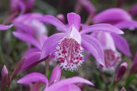 Stöbern sie hier in einer auslese empfehlenswerter orchideenarten für heim und garten. Die 10 Schonsten Gartenorchideen Garten Diybook At