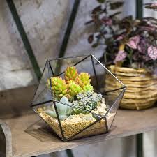 It's like a miniature forest for your windowsill or dining table. Ncyp Geometric Glass Terrarium Half Ball Pentagon Planter Indoor Balcony Window Sill Succulent Plant Cacti Fern Flower Pot Container Tabletop Bowl Shape Vase Bonsai Miniature Centerpiece Terrariums Pots Planters Container Accessories