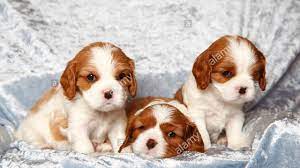 Its silky coat is of moderate length, with a slight wave permissible. So Cute Cavalier King Charles Spaniel Puppies Funny Dogs Compilation Youtube