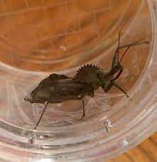 Before sending the payment you should call the customer service number. Alliance Pest Services