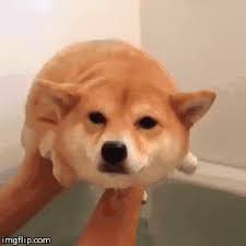 划水gif动态图片 划水gif素材 划水表情包 gif工具 soogif cute dogs funny dogs cute baby animals
