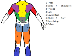 The best way to strengthen back muscles is in a static position. Workout Program Prfitnessblog