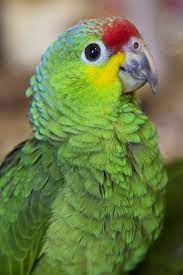 Loro Cariamarillo Amazona Frentirroja Muy Particular Petmondo Maquillaje De Aves Loros Aves De Colores