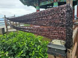 Surge in 'Lovebugs' Raises Public Alarm as Korea Struggles with Control  Measures | Be Korea-savvy