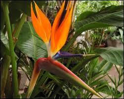 Tropical Bird Of Paradise Arizona Tropical Bird Of Paradise For Sale Arizona S Best Shrubs Moon Valley Nursery