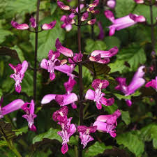 Image result for Plectranthus mandalensis