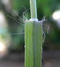 Image result for Heteropogon