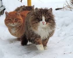 Siberian Cat Royal Animals Siberian Cat Crazy Cats