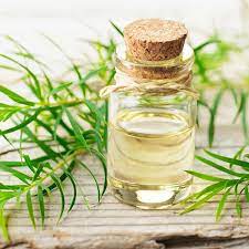 No 1 Science Backed Essential Oil To Fight Acne Recipe Tea Tree Oil For Acne Home Remedies For Acne Tea Tree Oil