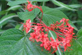 Image result for Clerodendrum tricholobum