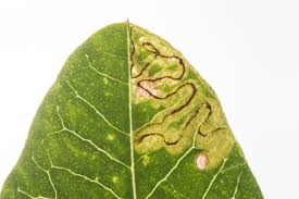 Image result for Stigmella freyella