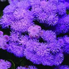 Image result for Ageratum