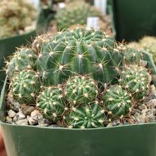 Image result for Achyropsis