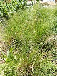Image result for Aristida diffusa